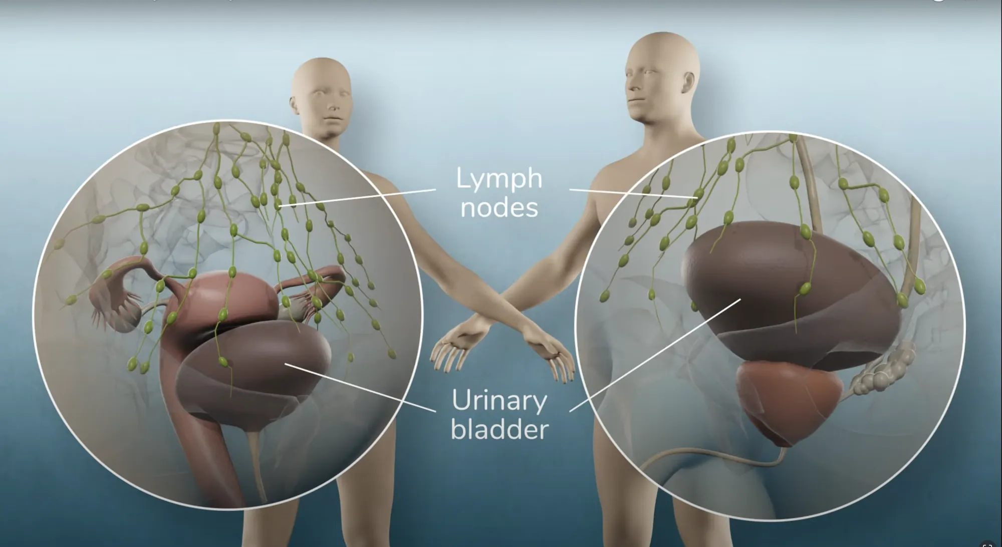 Ilustração anatomia do trato urinário
