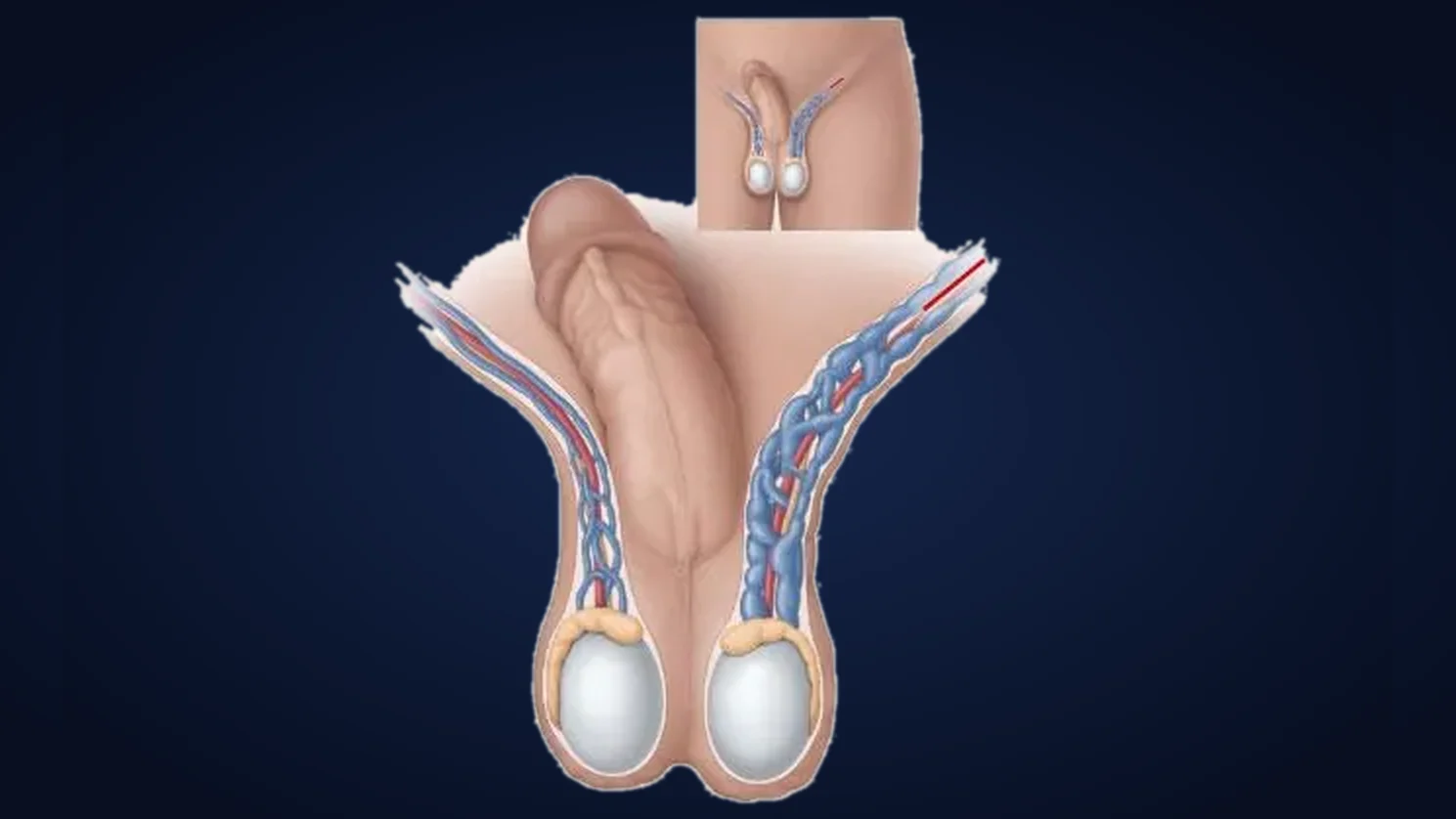 Ilustração anatomia escrotal